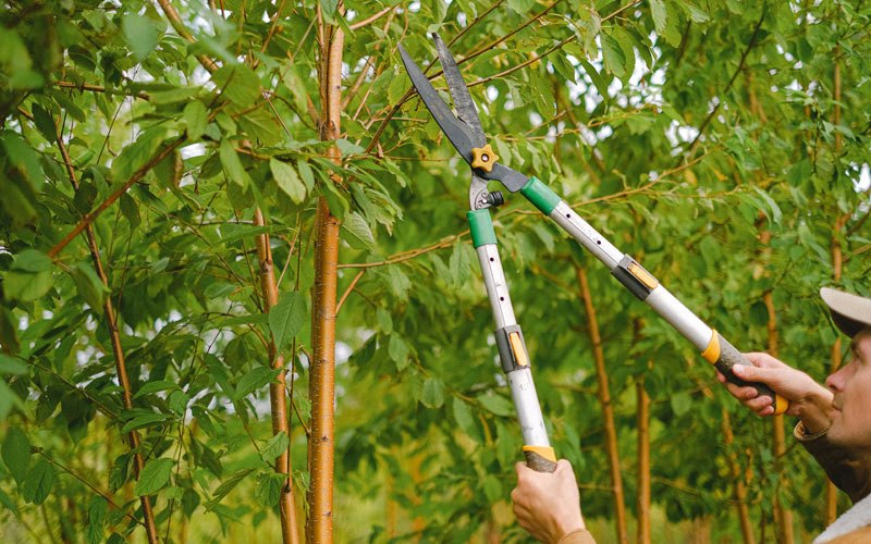 Tree trimming in Potosi, MO